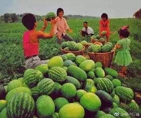 吃瓜新境界,揭秘网络时代下的全民“瓜农”生活