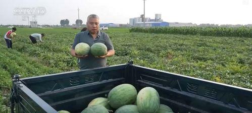 玉树最近吃瓜新闻,网友热议不断！