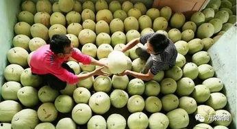 吃三白瓜拉肚子,揭秘夏日消暑美食的潜在风险