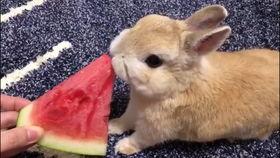 吃瓜小兔,揭秘娱乐圈那些不为人知的幕后故事