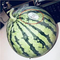 在哪吃网红瓜,探寻美食背后的故事与魅力