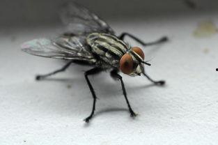 苍蝇视角的吃瓜图,一场视觉盛宴的微观解读