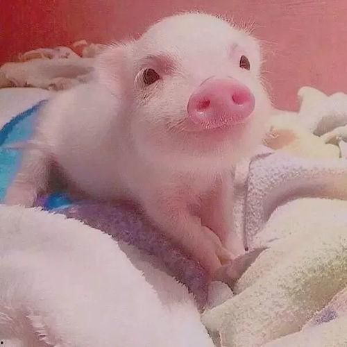 猪猪吃瓜头像,欢乐无限,趣味横生的形象演绎