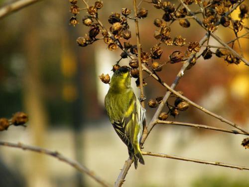 黄雀在后,揭秘潜伏者背后的秘密